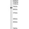Repressor/activator Protein 1 Homolog (RAP1) Antibody