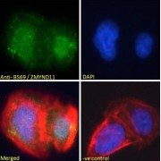 abx430153 Immunofluorescence analysis of paraformaldehyde fixed U2OS cells, permeabilized with 0.15% Triton. Primary incubation 1hr (10 µg/ml) followed by AF488 secondary antibody (2 µg/ml), showing nuclear staining. Actin filaments were stained with phalloidin (red) and the nuclear stain is DAPI (blue). Negative control: Unimmunized goat IgG (10 µg/ml) followed by AF488 secondary antibody (2 µg/ml).
