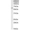 Adipose Triglyceride Lipase (ATGL) Antibody