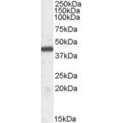 abx430157 (0.03 µg/ml) staining of Human Tonsil lysate (35 µg protein in RIPA buffer). Primary incubation was 1 hour. Detected by chemiluminescence.