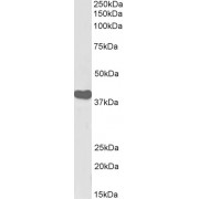 Western blot analysis of Human Tonsil lysate (35 µg protein in RIPA buffer) using biotin-conjugated ILF2 Antibody (0.1 µg/ml, 1 hour). Detected by chemiluminescence, using streptavidin-HRP and using NAP blocker as a substitute for skimmed milk.