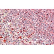 abx430161 (5 µg/ml staining of paraffin embedded Human Spleen. Steamed antigen retrieval with citrate buffer pH 6, AP-staining.