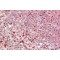 Ubiquitin Protein Ligase E3 Component N-Recognin 4 (UBR4) Antibody