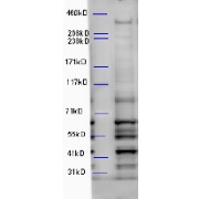 abx430167