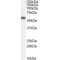 ETEA Antibody