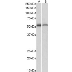 ETEA Antibody