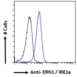 Endoplasmic Reticulum To Nucleus Signalling 1 (ERN1) Antibody