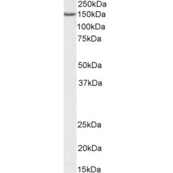 Serrate RNA Effector Molecule Homolog (SRRT) Antibody