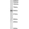 Prostatic Acid Phosphatase (ACPP) Antibody