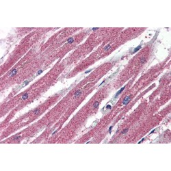 Apoptosis-Inducing Factor 2 (AMID) Antibody
