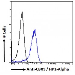 Chromobox Homolog 5 (CBX5) Antibody