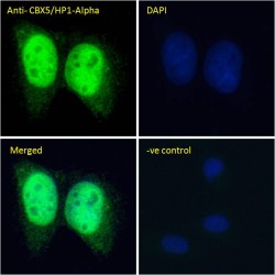 Chromobox Homolog 5 (CBX5) Antibody