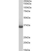 Biotinylated abx430201 (0.3 µg/ml) staining of Daudi lysate (35 µg protein in RIPA buffer). Primary incubation was 1 hour. Detected by chemiluminescence, using streptavidin-HRP and using NAP blocker as a substitute for skimmed milk.