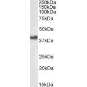 Western blot analysis of extract of Daudi cell lysate (35 µg protein in RIPA buffer) using CD32 antibody (1 µg/ml).