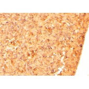 abx430209 (2 µg/ml staining of paraffin embedded Mouse Embryo Liver. Steamed antigen retrieval with citrate buffer pH 6, HRP-staining.