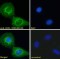 PSEUDO-ICE (Isofom 2) Antibody