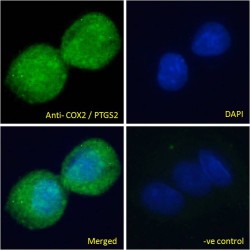 Prostaglandin G/H Synthase 2 / COX-2 (PTGS2) Antibody