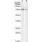 Prostaglandin G/H Synthase 2 / COX-2 (PTGS2) Antibody
