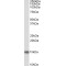 Cystatin C (CST3) Antibody
