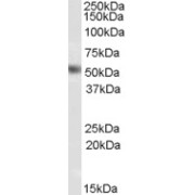 abx430216 (0.5 µg/ml) staining of human testis lysate (35 µg protein in RIPA buffer). Detected by chemiluminescence.