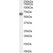 abx430218 staining (1 µg/ml) of HEK293 lysate (RIPA buffer, 30 µg total protein per lane). Primary incubated for 12 hour. Detected by chemiluminescence.