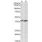 SPPR1 Antibody