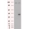 ETS-Related Transcription Factor Elf-3 (ELF3) Antibody