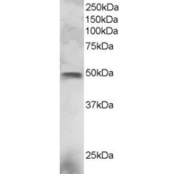 ETS-Related Transcription Factor Elf-3 (ELF3) Antibody