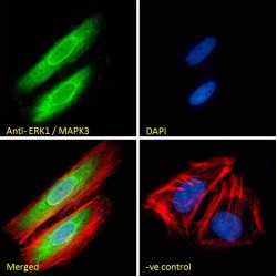 Mitogen-Activated Protein Kinase 3 / ERK1 (MAPK3) Antibody