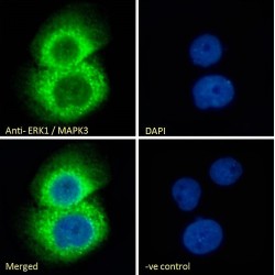 Mitogen-Activated Protein Kinase 3 / ERK1 (MAPK3) Antibody