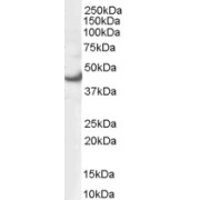 abx430221 (0.3 µg/ml) staining of HEK293 lysate (35 µg protein in RIPA buffer). Detected by chemiluminescence.