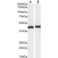 Mitogen-Activated Protein Kinase 3 / ERK1 (MAPK3) Antibody