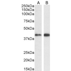 Mitogen-Activated Protein Kinase 3 / ERK1 (MAPK3) Antibody