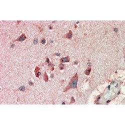 F-Box/LRR-Repeat Protein 2 (FBXL2) Antibody