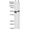 F-Box/LRR-Repeat Protein 2 (FBXL2) Antibody