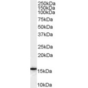 abx430228 (0.1 µg/ml) staining of Human U937 cell lysate (35 µg protein in RIPA buffer). Detected by chemiluminescence.