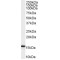 Arachidonate 5-Lipoxygenase-Activating Protein (ALOX5AP) Antibody