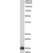 Biotinylated abx430228 (0.3 µg/ml) staining of U937 lysate (35 µg protein in RIPA buffer), exactly mirroring its parental non-biotinylated product. Primary incubation was 1 hour. Detected by chemiluminescence, using streptavidin-HRP and using NAP blocker as a substitute for skimmed milk.