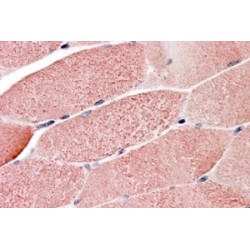 GNIP Antibody