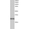 GNIP Antibody