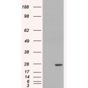 HEK293 overexpressing GSTP1 and probed with abx430235 (mock transfection in first lane).