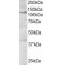Hermansky-Pudlak Syndrome 3 Protein (HPS3) Antibody