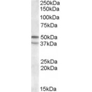 abx430239 (1 µg/ml) staining of KELLY lysate (35 µg protein in RIPA buffer). Primary incubation was 1 hour. Detected by chemiluminescence.