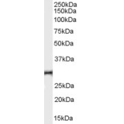 abx430240 (0.03 µg/ml) staining of Human Thymus lysate (35 µg protein in RIPA buffer). Primary incubation was 1 hour. Detected by chemiluminescence.