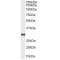 HVEM Antibody