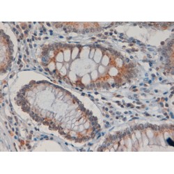 Indoleamine 2,3-Dioxygenase 1 (INDO) Antibody