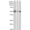 Indoleamine 2,3-Dioxygenase 1 (INDO) Antibody