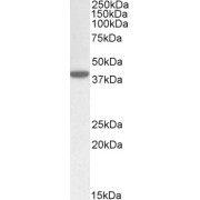 abx430249 (0.5 µg/ml) staining of Human Placenta lysate (35 µg protein in RIPA buffer). Primary incubation was 1 hour. Detected by chemiluminescence.