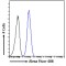 Krueppel-Like Factor 8 (KLF8) Antibody