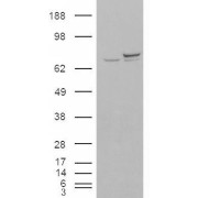 HEK293 overexpressing KU70 and probed with abx430254 (mock transfection in first lane).